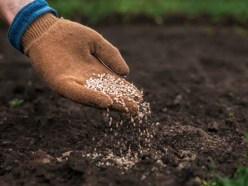 najboljše gnojilo za travo